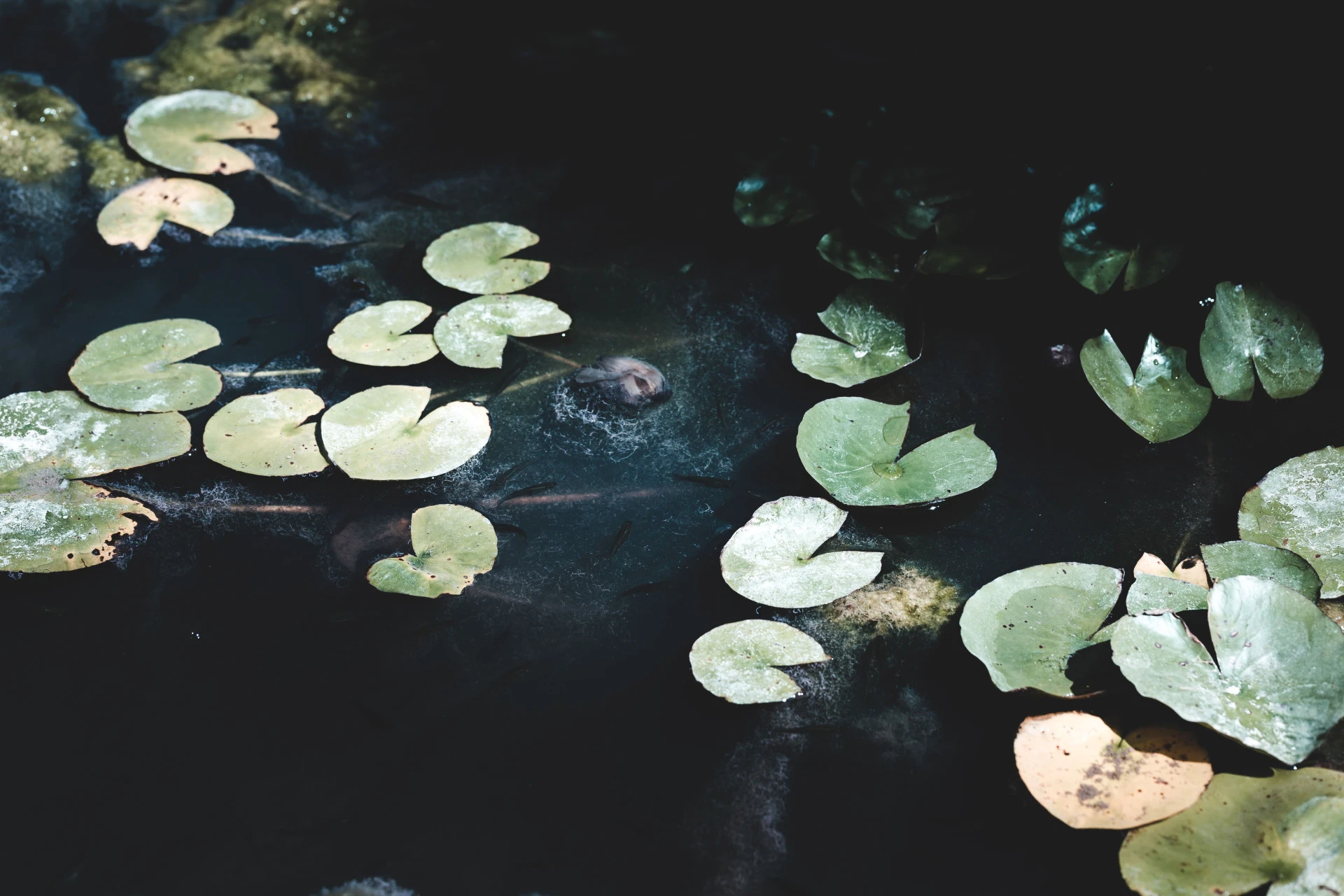 Rừng thủy sinh Aqua Forest