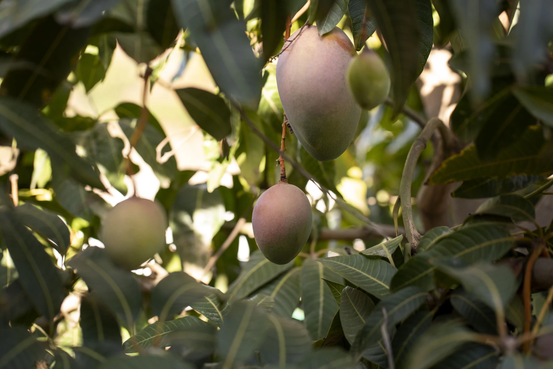 Vườn ăn quả Nutri Fruits